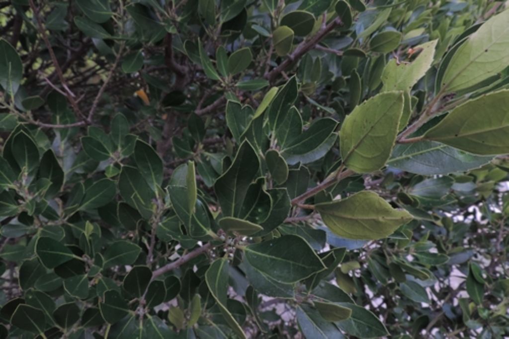 Rhamnus alaternus